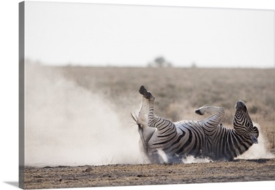 Burchell's zebra, dust bathing, Etosha National Park, Namibia, Africa