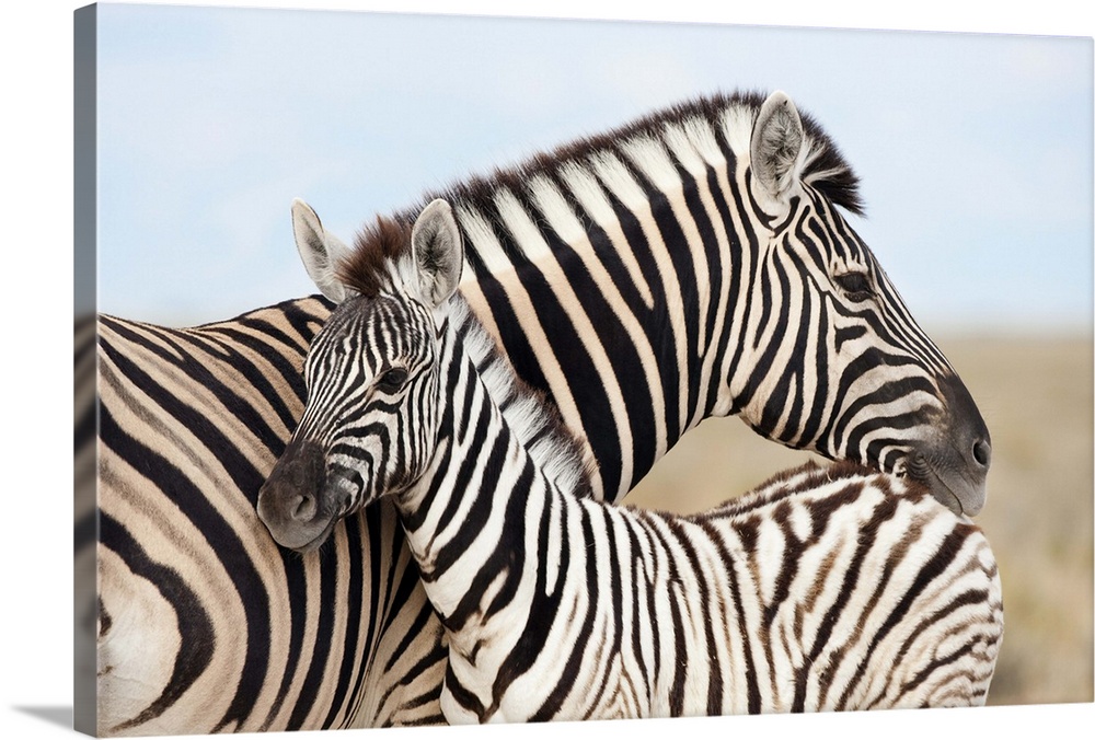 Burchell's zebra, with foal, Etosha National Park, Namibia, Africa