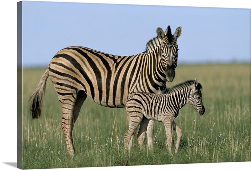 Porte-bébé Zebra Print – Wildride – Little moustache
