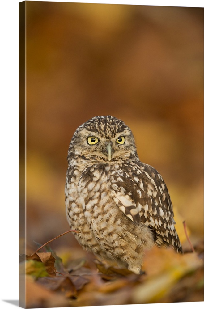 Burrowing owl (Athene cunicularia), among autumn foliage, United Kingdom, Europe