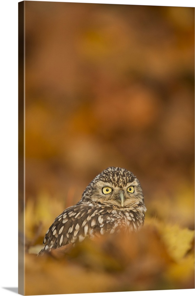 Burrowing owl (Athene cunicularia), among autumn foliage, United Kingdom, Europe