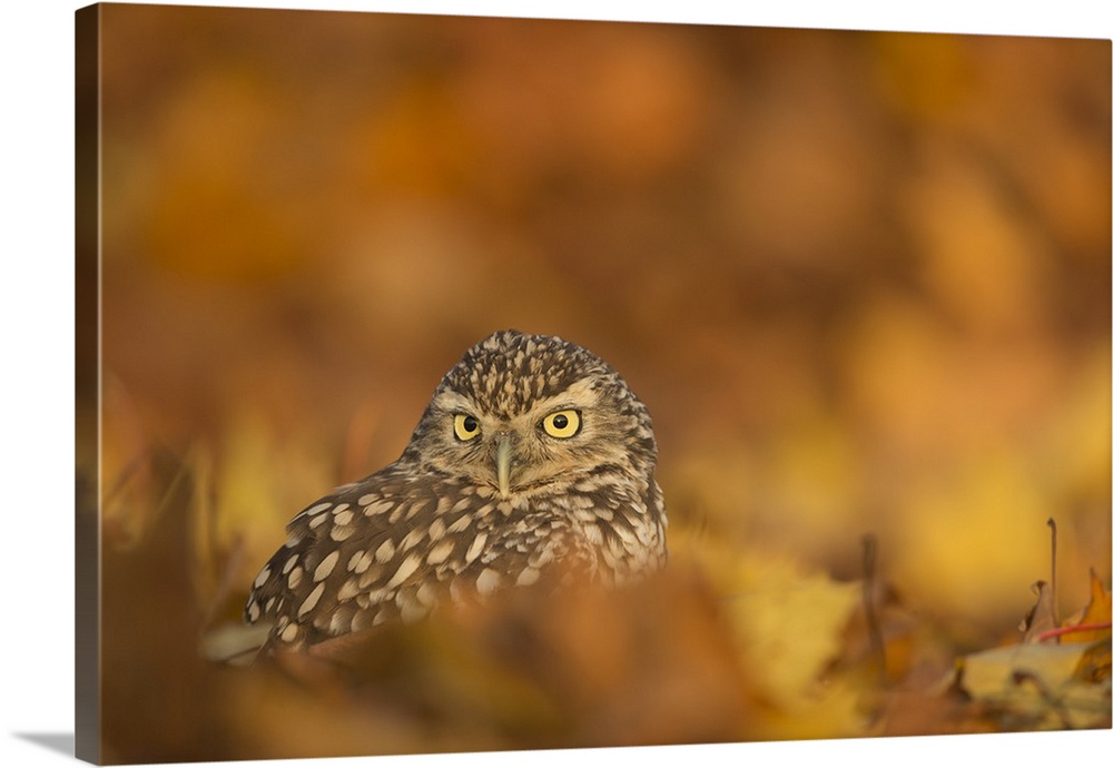 Burrowing owl (Athene cunicularia), among autumn foliage, United Kingdom, Europe