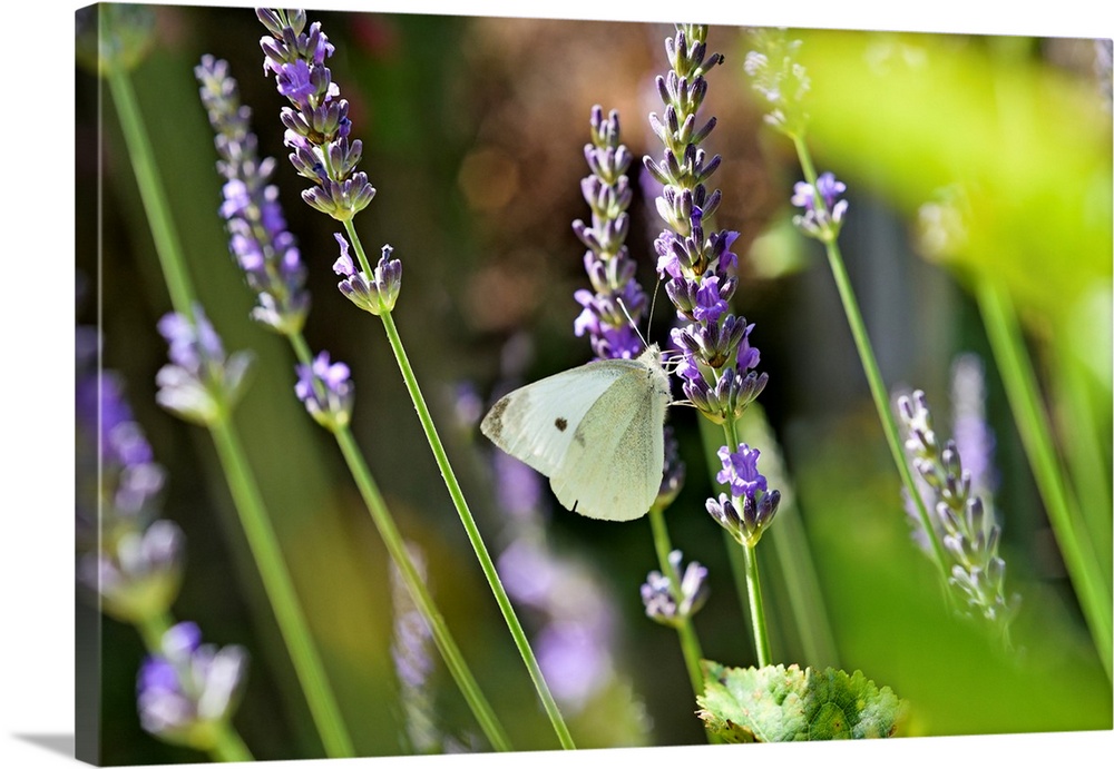 Cabbage white butterfly (Pieris brassicae) on lavender flower, Eure-et-Loir department, Centre-Val-de-Loire region, France...