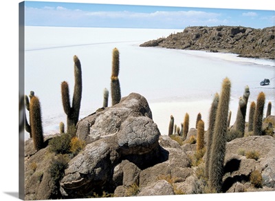 Cacti on Isla de los Pescadores, and salt flats, Bolivia