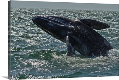 California gray whale calf breaching, San Ignacio Lagoon, Baja California Sur, Mexico