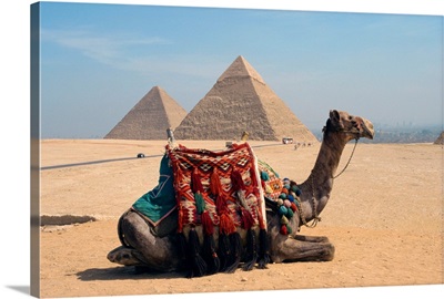 Camel in front of the pyramids at Giza, near Cairo, Egypt, North Africa, Africa