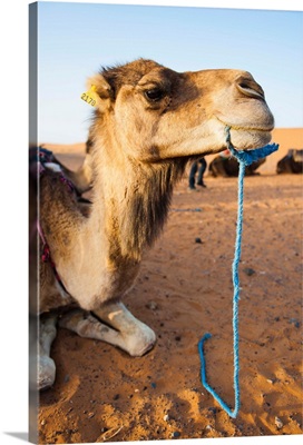 Camel portrait, Erg Chebbi Desert, Morocco, Africa
