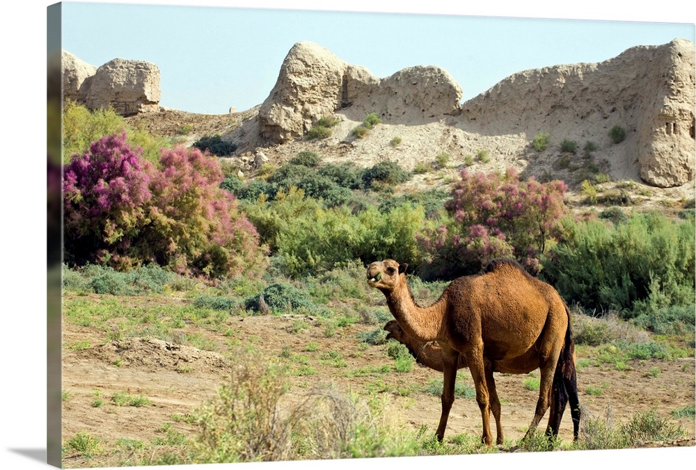 Camels, Ancient Merv, Mary, Turkmenistan, Central Asia, Asia