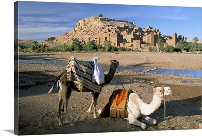 Camels by riverbank with Kasbah Ait Benhaddou, in background, Morocco, Africa