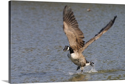 Canada goose running on surface of a lake about to take off, Wiltshire, England