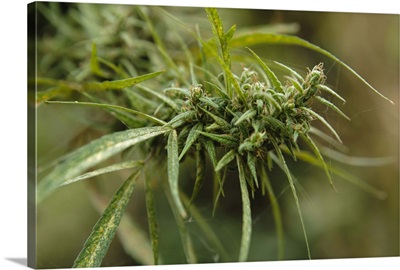 Cannabis bud, Pokhara, Nepal, Asia