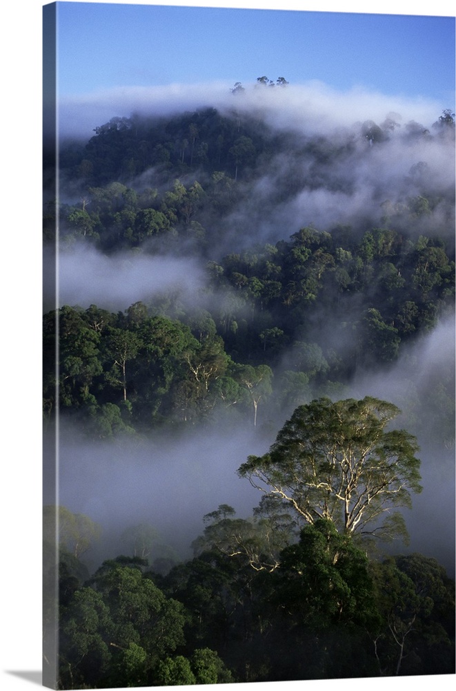 Canopy of virgin dipterocarp rainforest, Danum Valley Conservation Area, Sabah, Malaysia