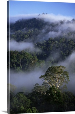 Canopy of virgin dipterocarp rainforest, Danum Valley Conservation Area, Sabah, Malaysia