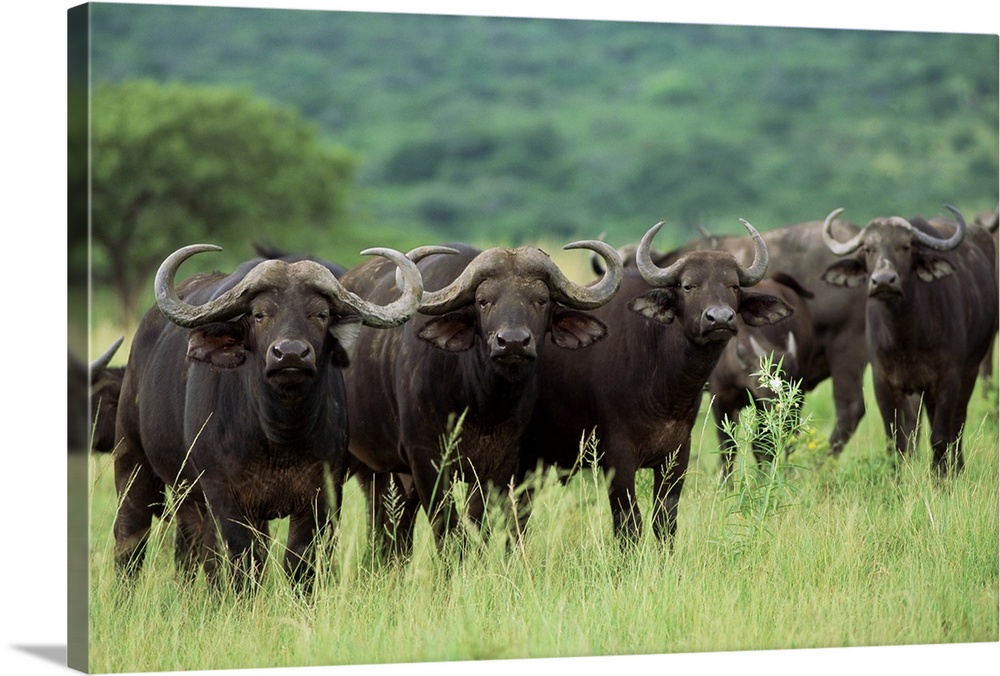 Cape buffalo, Hluhluwe Game Reserve, Kwazulu-Natal, South Africa