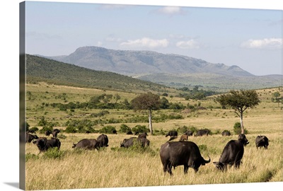 Cape buffalo, Masai Mara National Reserve, Kenya, East Africa, Africa