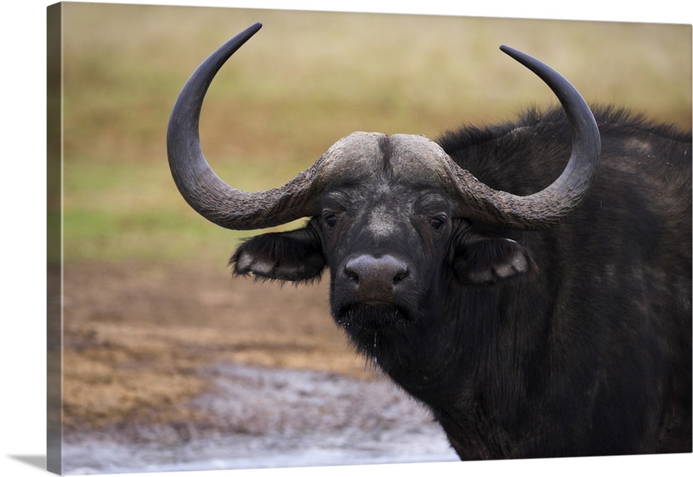 Cape buffalo, Syncerus caffer, Addo Elephant National Park, South Africa