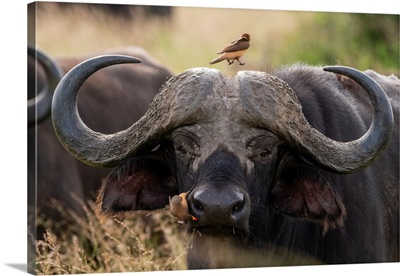 Cape Buffalo, Tsavo, Kenya