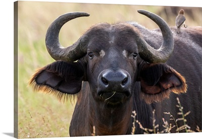 Cape Buffalo, Tsavo, Kenya