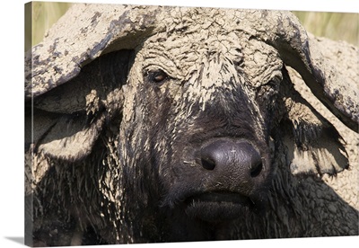 Cape buffalo with dried mud, Lake Nakuru National Park, Kenya, Africa