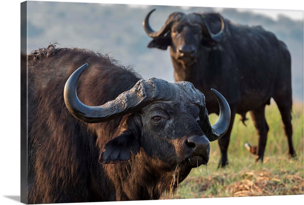 Cape buffalo (Syncerus caffer), Chobe river, Botswana, Africa