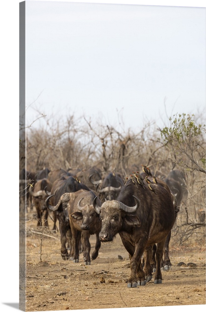Cape buffalo (Syncerus caffer) herd, Kruger National Park, South Africa, Africa