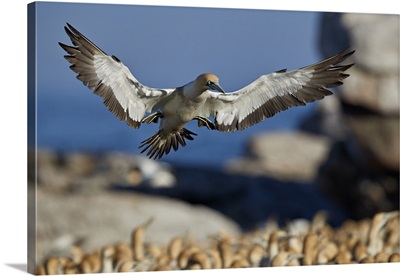 Cape gannet landing, Bird Island, Lambert's Bay