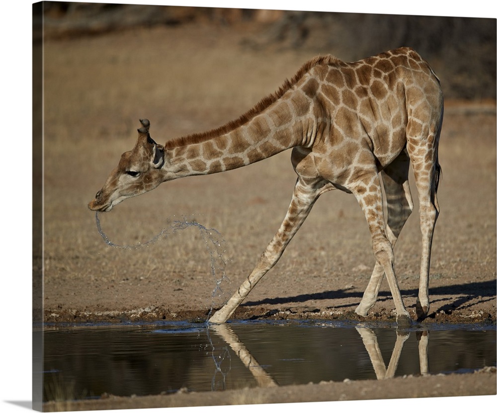 Cape giraffe drinking, Kgalagadi Transfrontier Park, encompassing the former Kalahari Gemsbok National Park