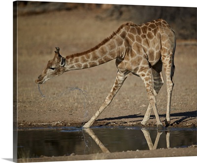 Cape giraffe drinking, Kgalagadi Transfrontier Park