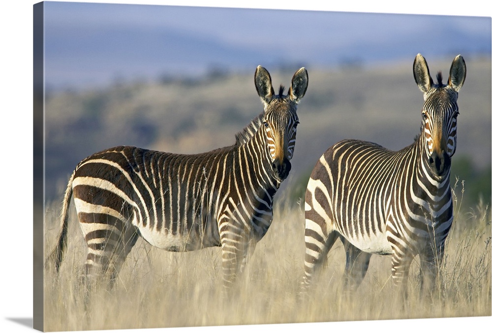 Cape Mountain zebra (Equus zebra zebra), Mountain Zebra National Park Wall  Art, Canvas Prints, Framed Prints, Wall Peels | Great Big Canvas