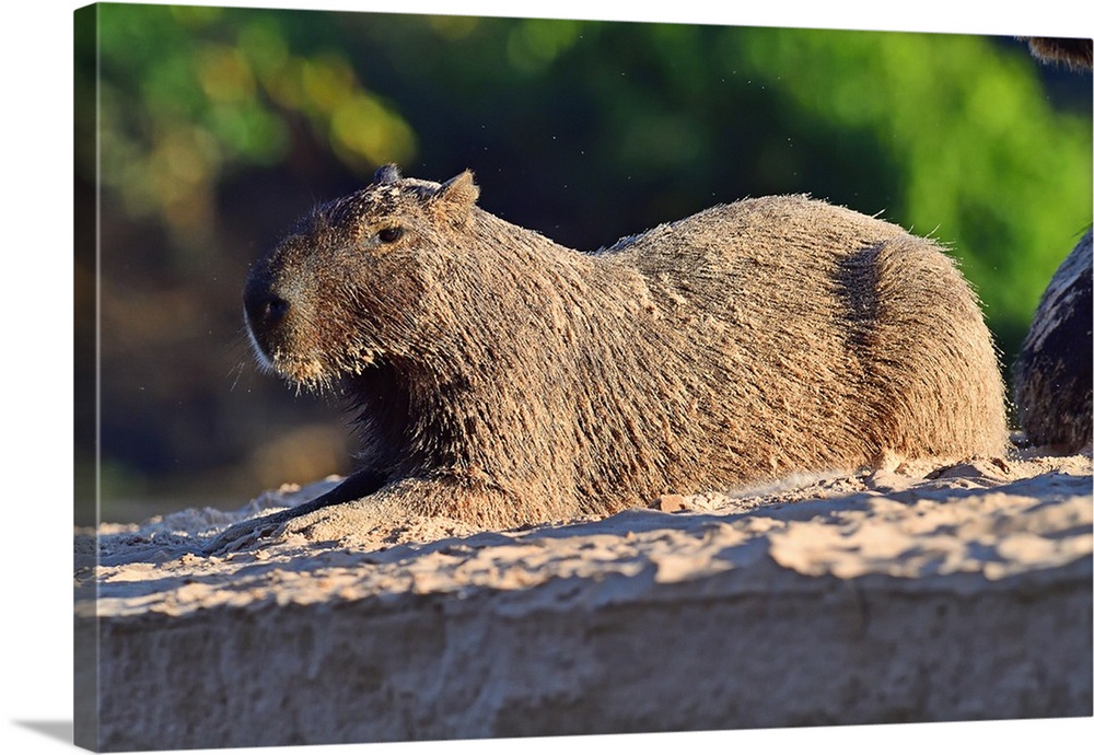 Capibara (Hydrochoerus hydrochaeris), Pantanal, Mato Grosso, Brazil, South America