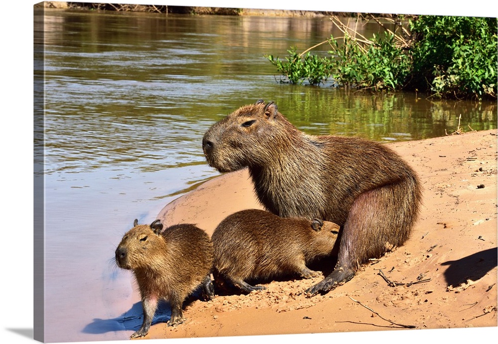 Capibara (Hydrochoerus hydrochaeris), Pantanal, Mato Grosso, Brazil, South America