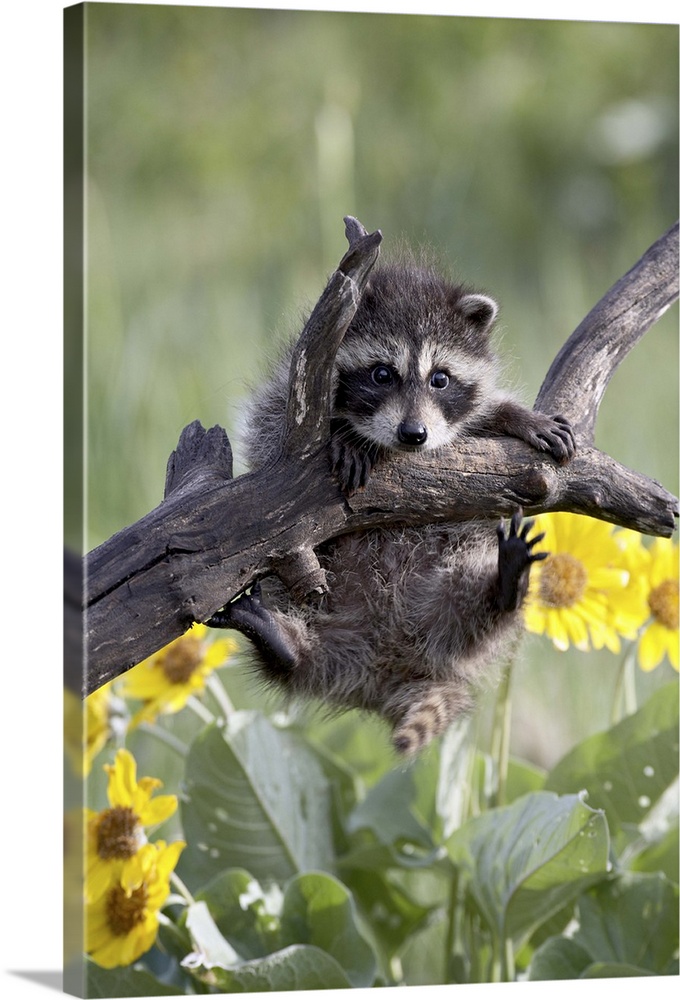 Captive baby raccoon, Animals of Montana, Bozeman, Montana