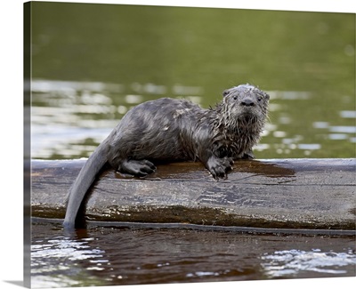 Captive baby river otter Sandstone, Minnesota