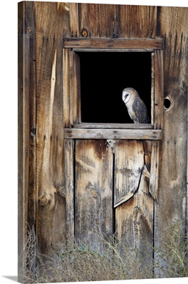 Captive Barn Owl In Barn Window, Boulder County, Colorado