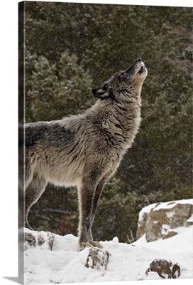 Captive gray wolf howling in the snow, near Bozeman, Montana