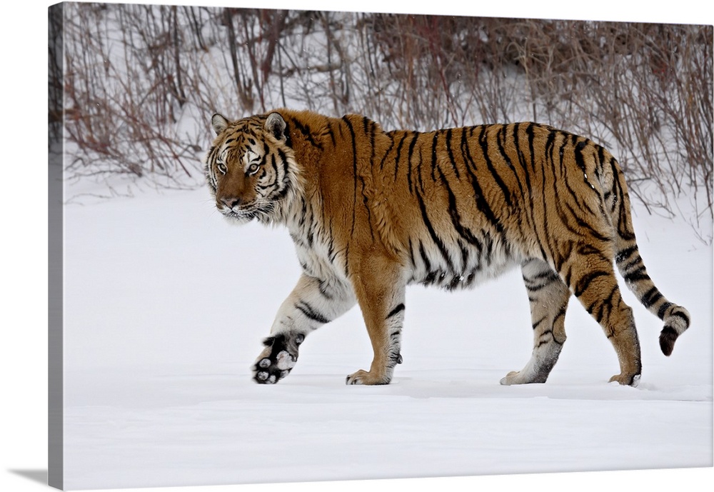 Captive Siberian Tiger (Panthera tigris altaica) in the snow, near Bozeman, Montana, United States of America, North America