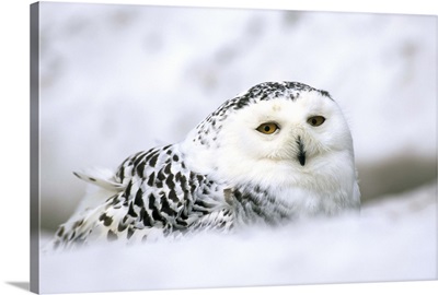 Captive snowy owl