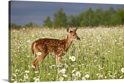 Captive whitetail deer fawn among oxeye daisies, Sandstone, Minnesota