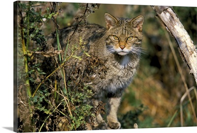 Captive wild cat, UK