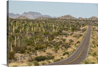 Cardon cacti by main road down Baja California, near Loreto, Mexico