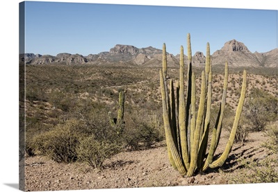 Cardon cactus, near Loreto, Baja California, Mexico