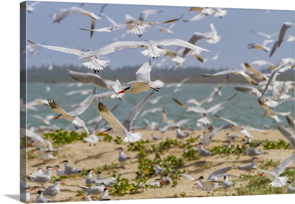 Caspian Terns (Hydroprogne caspia) at breeding colony on Ile des Oiseaux in the Parc National du Delta du Saloum, UNESCO W...