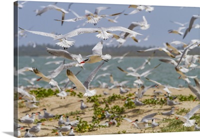 Caspian Terns On Ile Des Oiseaux, Parc National Du Delta Du Saloum, Senegal