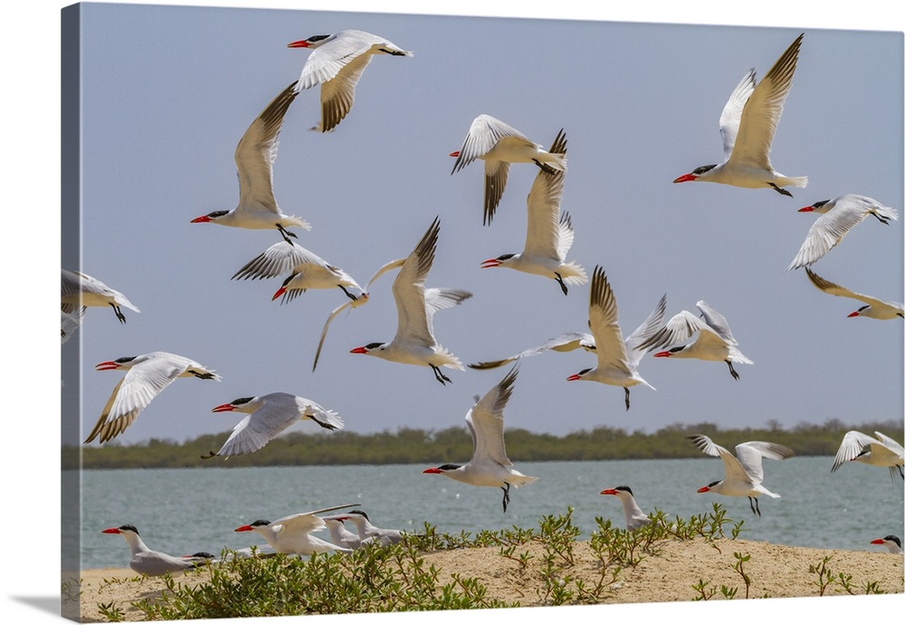 Caspian Terns (Hydroprogne caspia) at breeding colony on Ile des Oiseaux in the Parc National du Delta du Saloum, UNESCO W...