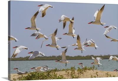 Caspian Terns On Ile Des Oiseaux, Parc National Du Delta Du Saloum, Senegal