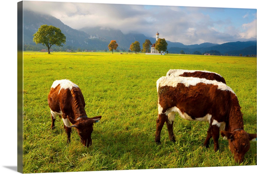 Cattle grazing with Saint Koloman Church in the background, Bavaria, Germany