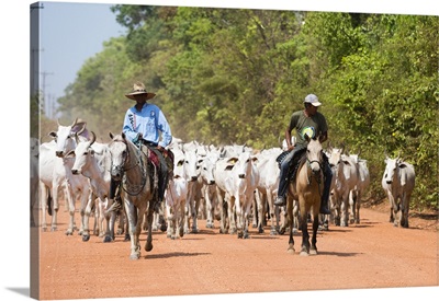 Cattle herd, Pantanal, Mato Grosso, Brazil