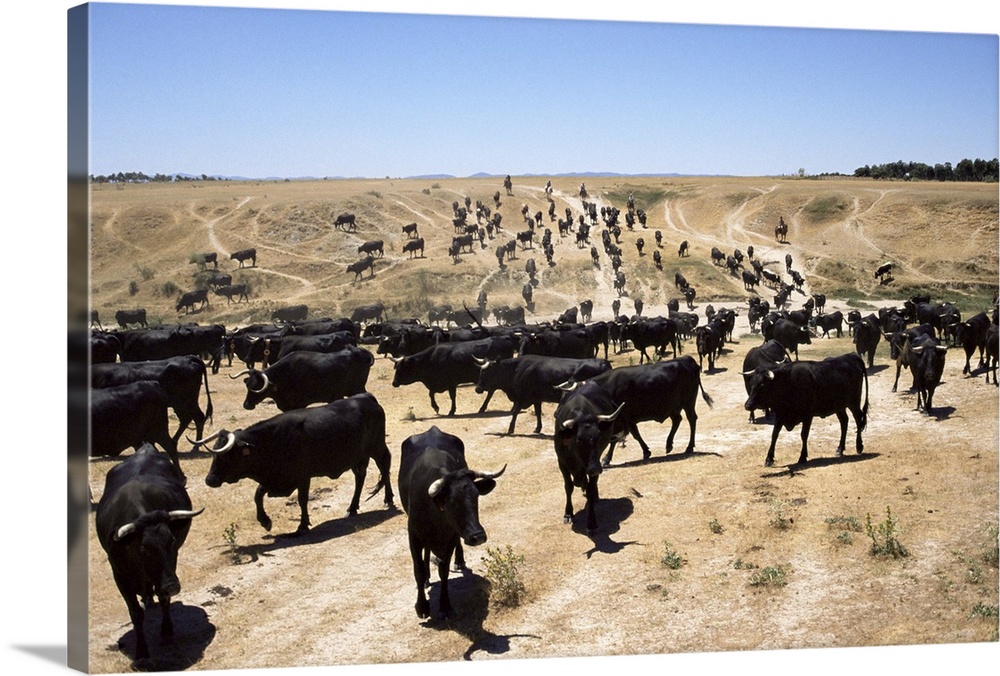 Cattle transhumance, Spain, Europe