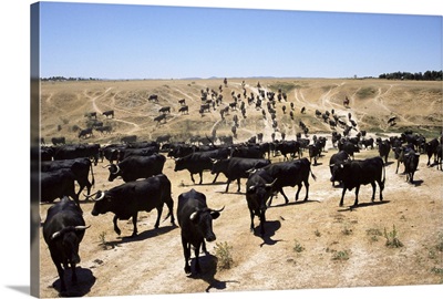 Cattle transhumance, Spain, Europe
