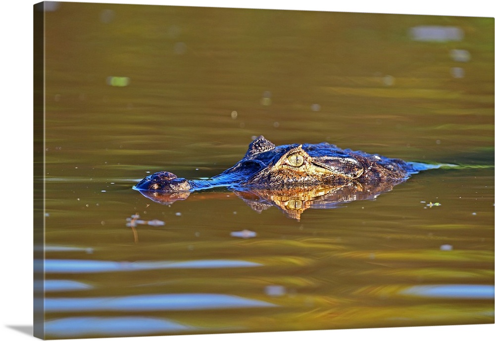 Cayman, Pantanal, Mato Grosso, Brazil, South America